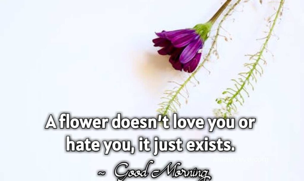 A flower doesn’t love you or hate you, it just exists.-Good Morning