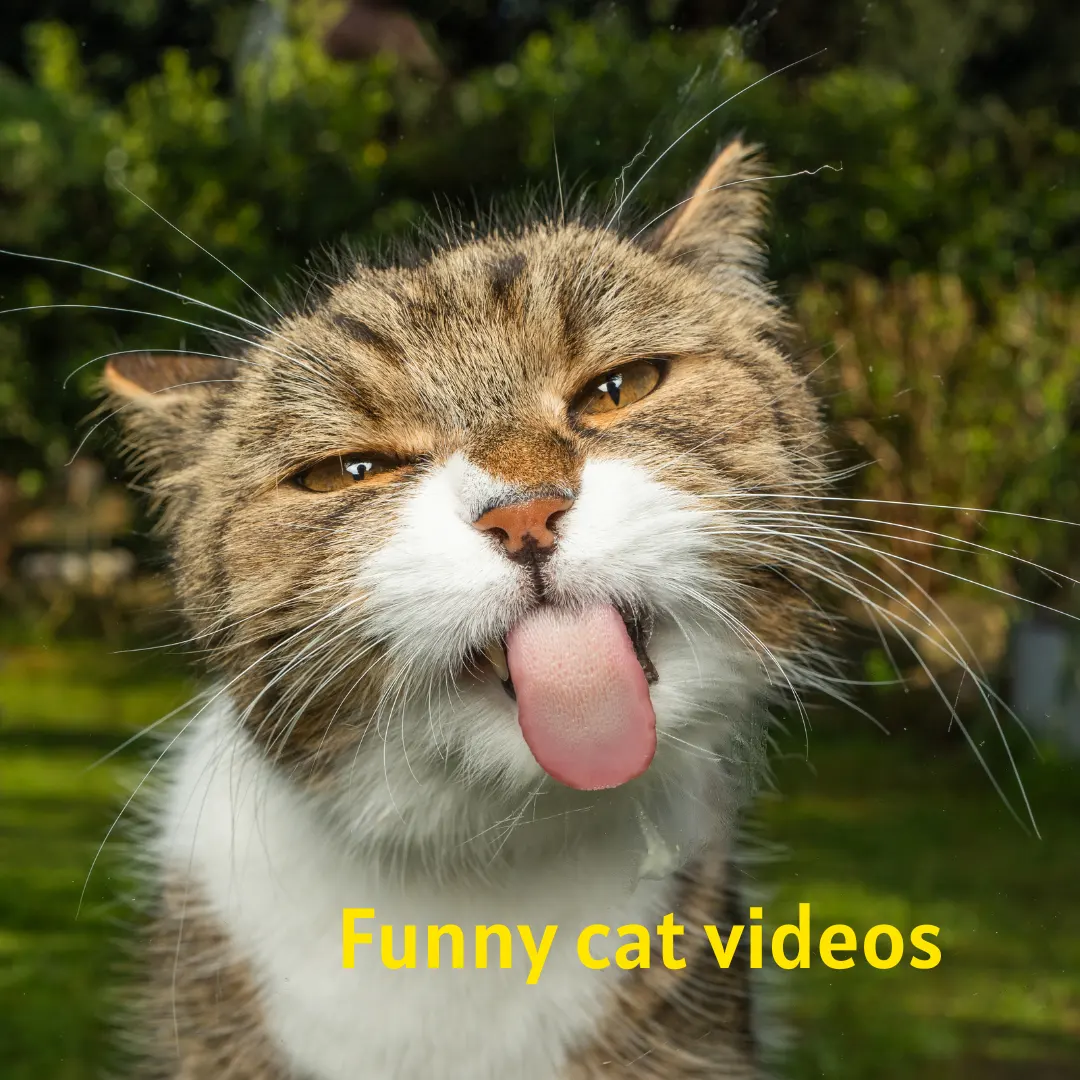Funny cat videos